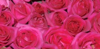 Le malattie delle rose – 1 parte 528 0 049 Le malattie delle rose 1^parte